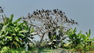 scheinbar gibt es  viele Fische in den Backwaters, wenn sich soviele Kormoran hier aufhalten