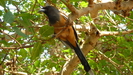 die Wanderbaumelstern (Rufous Treepie,Dendrocitta vagabunda) sind sehr verfressen und zutraulich