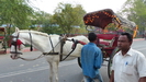 am nächsten Morgen fahren wir mit einer Pferdekutsche, gezogen von einem Marwari, zum Taj Mahal
