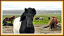 Island-Pferde gibt es in allen möglichen Schattierungen und Farbkombinationen
