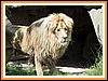 Mathadi Arthur, einer der seltenen Angola-Löwen...