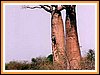 die ersten Baobabs tauchen auf
