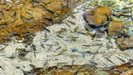 NACHL - in dem warmen Wasser tummeln sich viele kleine Fische 