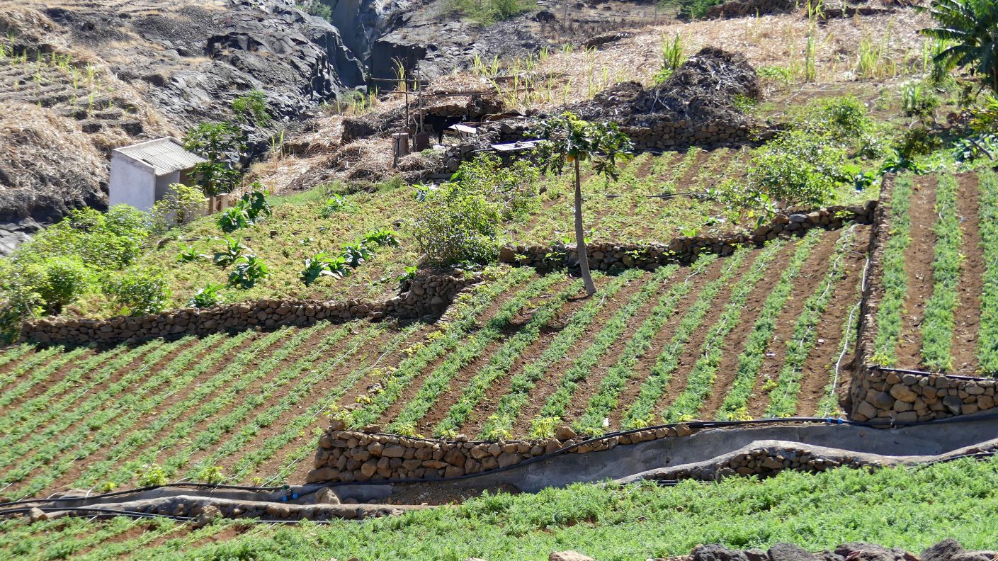 KAPVERDEN/SANTO ANTAO -  auch hier wird auf Terrassen und Feldern u.a. Bananen, Mango, Papayas, Maniok, Yams, 
								Zuckerrohr und  Avocados angebaut