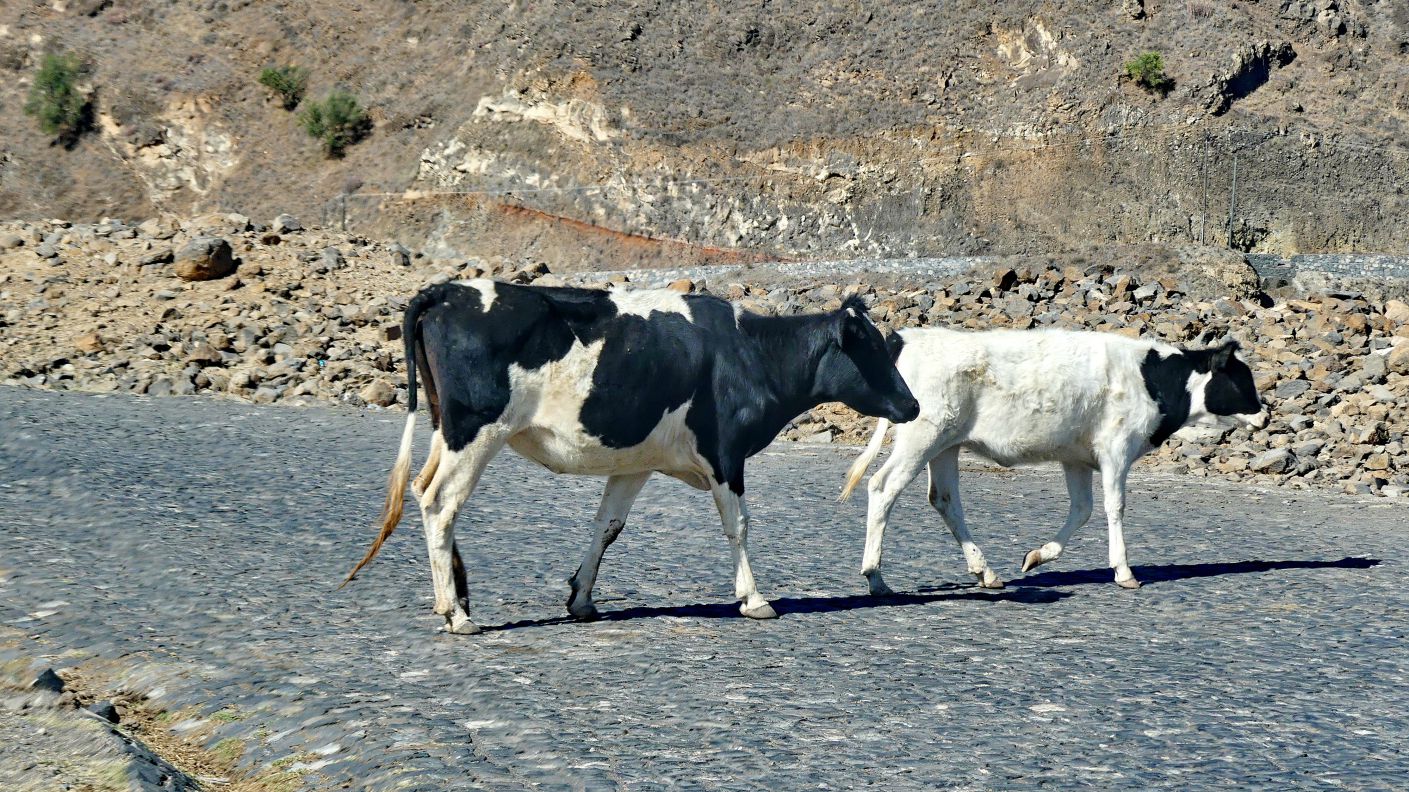 KAPVERDEN/SANTO ANTAO - ganz vereinzelt sehen wir unterwegs auch Kühe