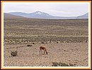 ein wildes Vikunja bei ber 4000 m Hhe