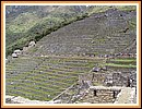 Terassenfelder in Macchu Picchu