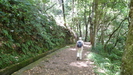ein breiter Waldweg führt entlang der Levada
