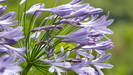orientalische o. afrikanische Liebesblumen (Schmucklilie, Agapanthus) entlang des Weges