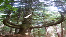 imposante, kandelaberartige Bäume stehen entlang der Levada