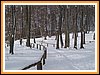 verschneite Wanderwege in der Stubbenkammer