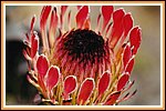 die Nationalpflanze Protea