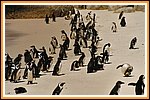 Pinguine am Boulder Beach in Kapstadt