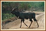 Nyala, ist leicht mit einem Kudu zu verwechseln