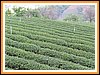 Teeplantagen bei Mae Salong