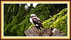 ein Kookaburra, auch Lachender Hans genannt