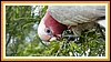 Galah ganz aus der N�he
