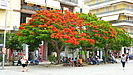 ein Flammenbaum ( Flamboyant, Delonix) mitten in Heraklion steht in voller Blte