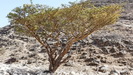 OMAN - SALALAH - Abdullah zeigt uns auch einige Weihrauchbäume in einer ansonsten recht kargen Landschaft OMAN - SALALAH - Abdullah zeigt uns auch einige Weihrauchbäume in einer ansonsten recht kargen Landschaft