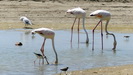 OMAN / SALALAH - Flamingos an der Küste des Fischerorts Taqa, ein erstaunlicher Anblick OMAN / SALALAH - Flamingos an der Küste des Fischerorts Taqa, ein erstaunlicher Anblick