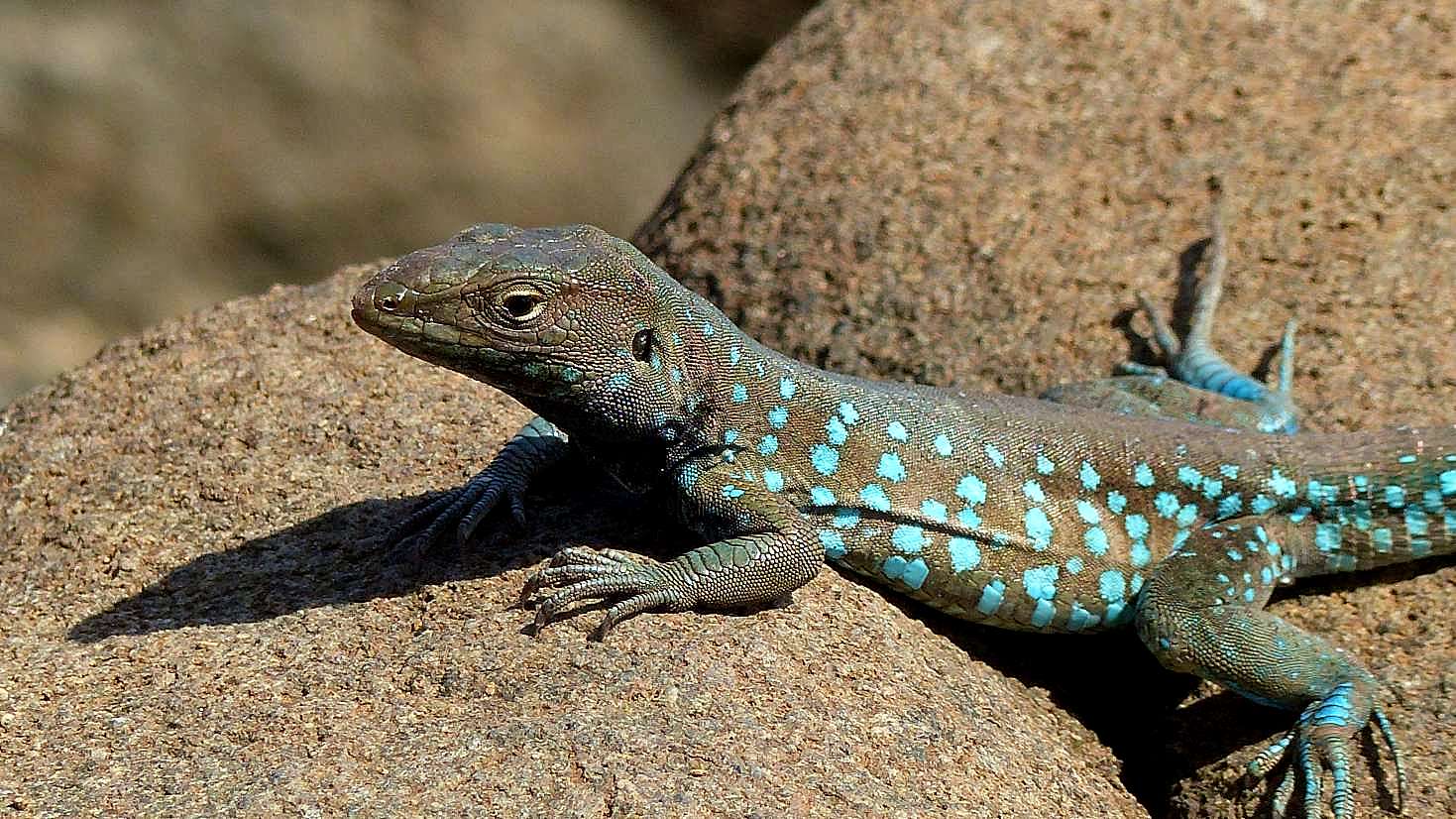 Aruba - Aruba - mit Aida (Ausflug ARU04) fahren offroad wir zum Arikok