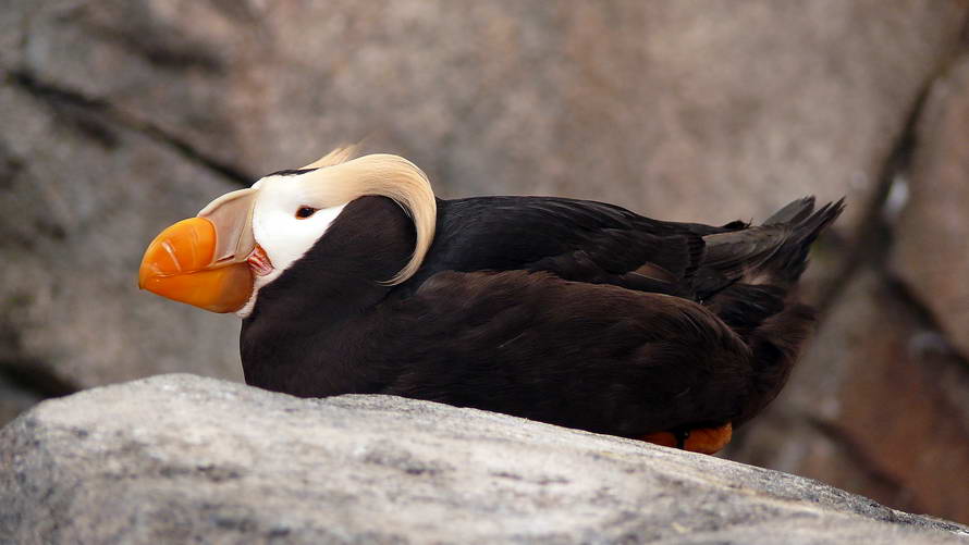 ein Tufted Puffin, ein Gelbschopf-Papageientaucher im Alaska Sealife Center ein Tufted Puffin, ein Gelbschopf-Papageientaucher im Alaska Sealife Center