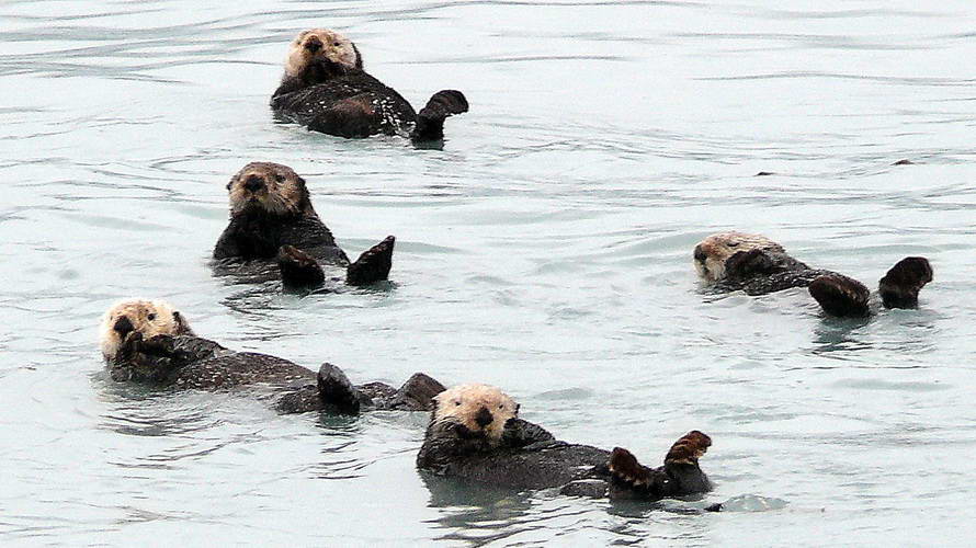diese lustigen Seeotter sehen wir in der Nähe des  Hafens von Valdez