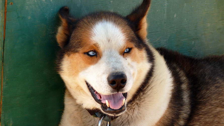  Husky mit wunderbar blauen Augen