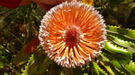 wunderschne Banksia-Blte von oben fotografiert