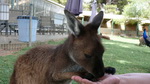 Bitte anklicken zum Vergrößern das Känguru lässt die Hand mit dem Futter nicht mehr los