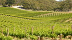 Bitte anklicken zum Vergrößern ausgedehnte Weinanbaugebiete in den Adelaide Hills