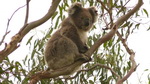 Bitte anklicken zum Vergrößern wir entdecken einen weiteren Koala in den Eukalyptusbäumen