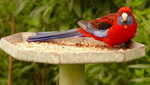 Bitte anklicken zum Vergrößern ein Crimson Rosella an ein Futterstelle