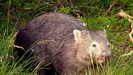 ein Wombat direkt vor unserer Hütte !!!