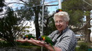 Bitte anklicken zum Vergrößern Elke ist umringt von Rainbow Lorikeets (Regenbogensittiche)