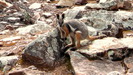 Bitte anklicken zum Vergrößern eines der relativ seltenen Gelbfuß-Felsenkängurus