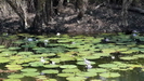 CARANBIRINI RESERVE - Blue Water Lillys in einem Billabong, wunderbar