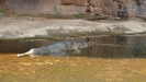 COBBOLD GORGE -- in der Schlucht leben auch einige 
				bis zu 2 m lange S��wasserkrokodile