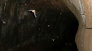 UNDARA - im Blitzlichtgewitter sehen wir 
				die vielen Flederm�use beim Flug aus dem Tunnel