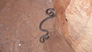 CHILLAGOE - 
				in der Trezkinn Cave entdecken wir sogar eine groe Python-Schlange