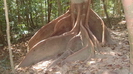 MOSSMAN GORGE - einige Bäume entwickeln 
				ein unheimlich großes und ausgedehntes Wurzelwerk 