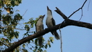 FINCH HATTTON GORGE - 2 Kukabarras 
				begren uns lautstark auf dem Parkplatz