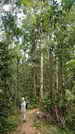 EUNGELLA NATIONALPARK - Elke 
				spaziert auf dem Pine Grove Track durch den Regenwald