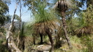 LAMINGTON NATIONALPARK - an einigen Stellen im Nationalpark stehen diese schnen Grassbume 