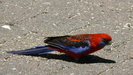 LAMINGTON NATIONALPARK - ein weiterer schöner Vogel am Futterplatz, ein "Crimson Rosella" (Penanntsittich)