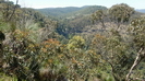 LAMINGTON NATIONALPARK - toller Blick ber den Nationalopark auf den Morans Falls 