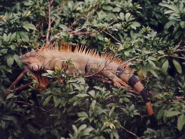 ein Leguan ruht sich auf einem Baum aus