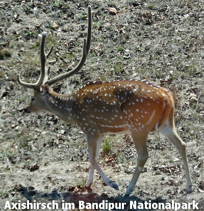 Axashirsche im Bandipur Nationalpark