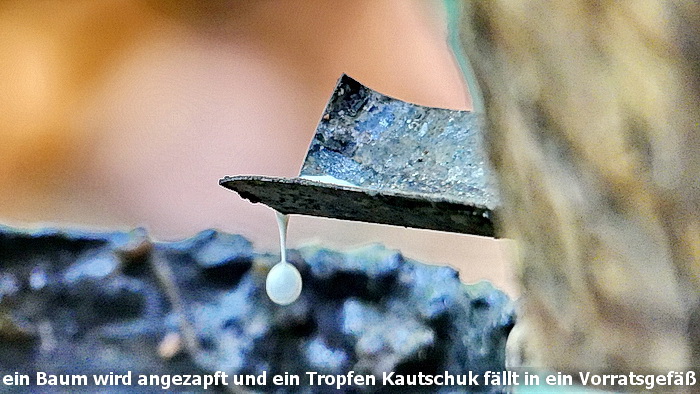 ein Baum wird angezapft und ein Tropfen Kautschuk fällt in ein Vorratsgefäß ein Baum wird angezapft und ein Tropfen Kautschuk fällt in ein Vorratsgefäß