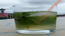 ViALES - den freien Nachmittag genieen wir mit einem Mojito und einem wunderschnen Ausblick am Pool des Hotels